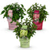 Green BoutiQ Panicle Hydrangea Groundbreaker 'Blush' - 3 Plants Bild 2