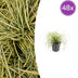 48x Carex oshim. 'Evergold' Ziergras im 9cm Topf Bild 1