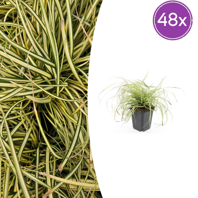 48x Carex oshim. 'Evergold' Ziergras im 9cm Topf