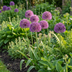 120x Zierlauch 'Purple Sensation' - Lila Blüten - Sommerblüher Bild 2