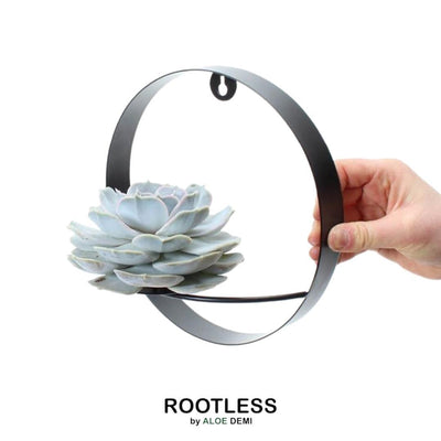 ROOTLESS Echeveria Lilacina mit schwarzem Wandring Ø20 cm