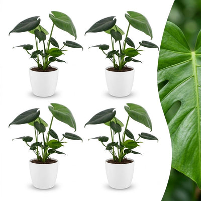 Green boutiQ - Monstera Deliciosa - Fensterblatt - 4 Pflanzen - mit Weißem Topf - Topf 12cm - Höhe - 30cm