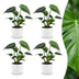 Green boutiQ - Monstera Deliciosa - Fensterblatt - 4 Pflanzen - mit Weißem Topf - Topf 12cm - Höhe - 30cm Bild 1