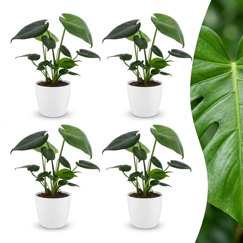 Green boutiQ - Monstera Deliciosa - Fensterblatt - 4 Pflanzen - mit Weißem Topf - Topf 12cm - Höhe - 30cm