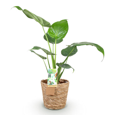 Green boutiQ - Zimmerpflanzen - Alocasia Cucullata - Buddhas Hand - Wenig Pflege - mit Korb - Grün - 1 Pflanze - Topf 17cm - Höhe 60-65cm