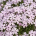 Green boutiQ - Perennial - Phlox Benita - Flame Flower - Ground Cover - Blue - 24 Plants - Pot 11cm - Height 15-25cm Bild 6