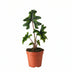 Alocasia Jacklyn - Ø12cm - Topfpflanze mit samtigen Blättern Bild 1