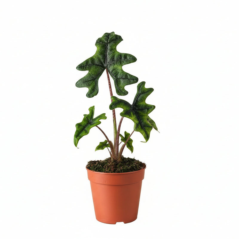 Alocasia Jacklyn - Ø12cm - Topfpflanze mit samtigen Blättern