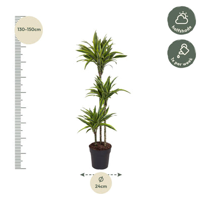 Dracaena Lemon Lime: 130 cm hohe Zimmerpflanze im ø24 cm Topf