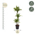 Dracaena Lemon Lime: 130 cm hohe Zimmerpflanze im ø24 cm Topf Bild 2