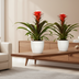 Guzmania Hope 2er Set: Tropische Blütenpracht für Ihr Zuhause Bild 2