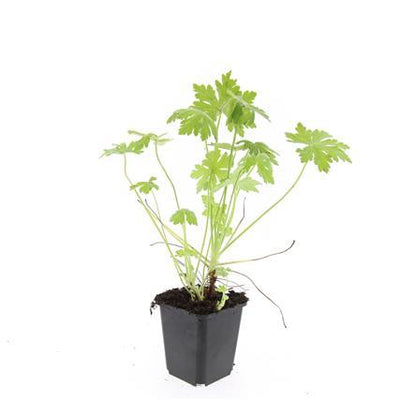 24x Storchschnabel 'Macrorrhizum' - 10-25cm - Ø9cm