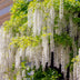 GreenboutiQ Wisteria 'Alba' - Wisteria floribunda, white flowers, 40cm Bild 5