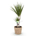 Dracaena Marginata (Drachenbaum) im 17cm Topf, 70-80cm hoch Bild 2