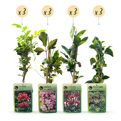 12x Kletterpflanze 'Victoria' - Rosa/Rot - Ø9cm