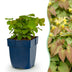 Elfenblume 'Frohnleiten' - 12 Pflanzen für sonnige Standorte Bild 1