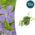 12x Kleines Immergrün (Vinca minor) - Bodendecker für Ihren Garten Bild 1