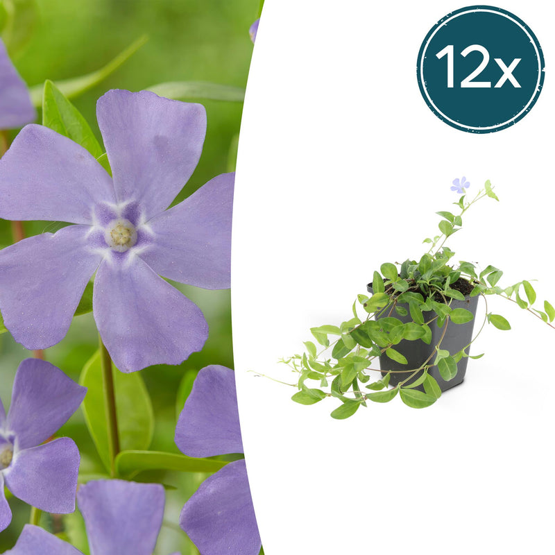 12x Kleines Immergrün (Vinca minor) - Bodendecker für Ihren Garten