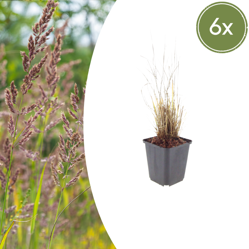 6x Federgras Calamagrostis brachytricha, 10-25cm, Ø9cm