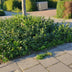 24x Euonymus fortunei 'Coloratus' - 10-25cm - Ø9cm Bild 6
