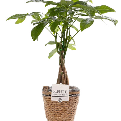 Pachira Aquatica In P&PURE Basket - Ø12cm - ↕45cm