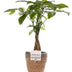 Pachira Aquatica (Glückskastanie) im P&PURE Korb Ø12cm, H45cm Bild 1