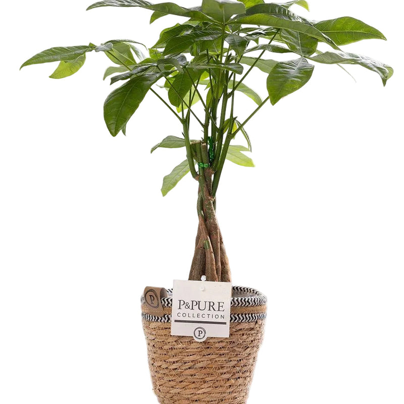 Pachira Aquatica (Glückskastanie) im P&PURE Korb Ø12cm, H45cm