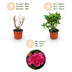 Green BoutiQ - Garden Plant - Hydrangea macrophylla Red - Hydrangea - Hardy - Red - 3 Plants - Pot 12cm - Height 20-30cm Bild 4