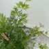 Japanischer Ahorn 'Emerald Lace' - Balkon & Topf - Grün Bild 6