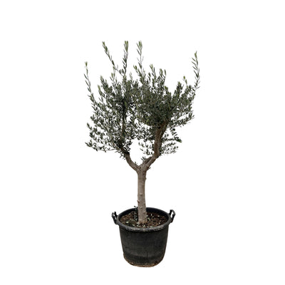 Olivenbaum Olea Europaea, 230cm hoch, Ø45 Topf