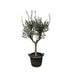 Olivenbaum Olea Europaea, 230cm hoch, Ø45 Topf Bild 1
