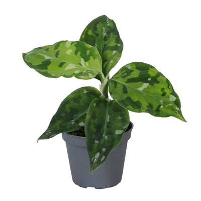 Aglaonema Pictum Tricolor – Tropische Blattschönheit (Ø6cm)