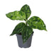 Aglaonema Pictum Tricolor – Tropische Blattschönheit (Ø6cm) Bild 1