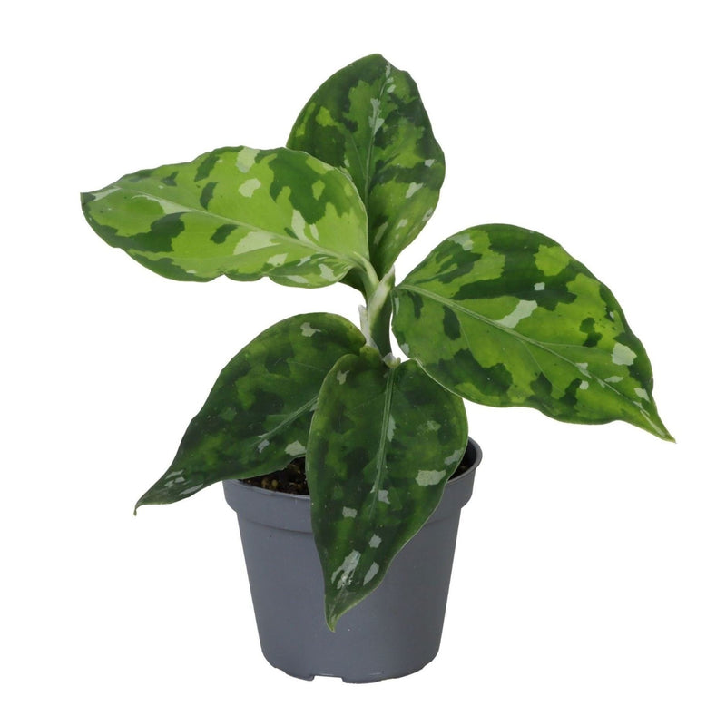 Aglaonema Pictum Tricolor – Tropische Blattschönheit (Ø6cm)