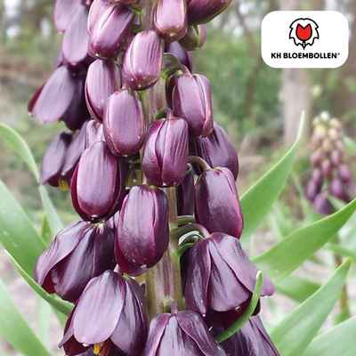 Fritillaria / Crown Imperial Purple Favorite 5 pieces