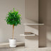 Ficus Nitida auf Stamm – 130 cm – Eleganter Blickfang für Ihr Zuhause Bild 3