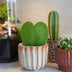 Love Set: Heart Plant, Pot, Card & Gift Bag Bild 3