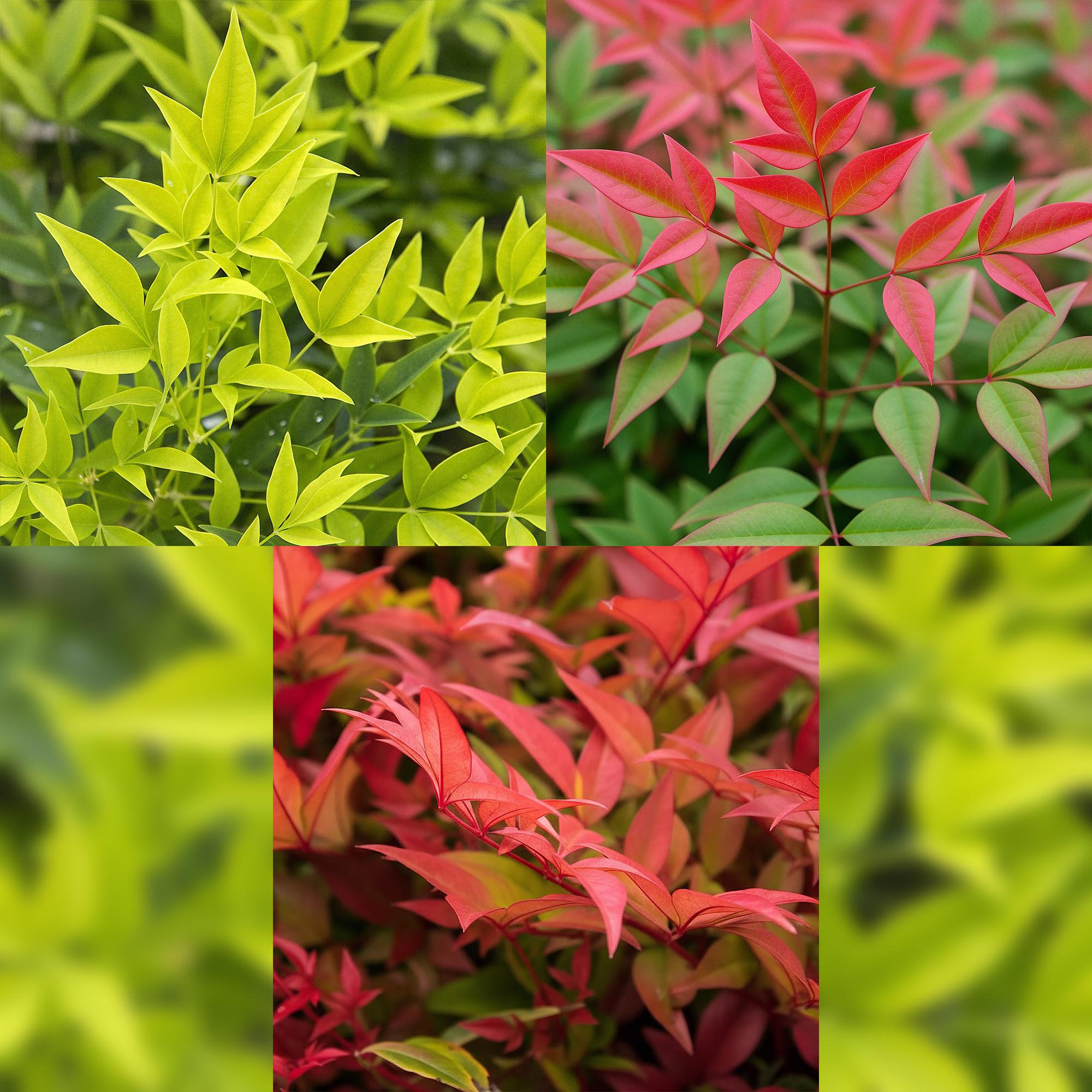 GreenboutiQ - Gartenpflanze - Nandina Tricolour - Gelb & Rot & Orange - 3 Pflanzen - Immergrün - Wenig Pflege - Topf 17cm Höhe 45cm