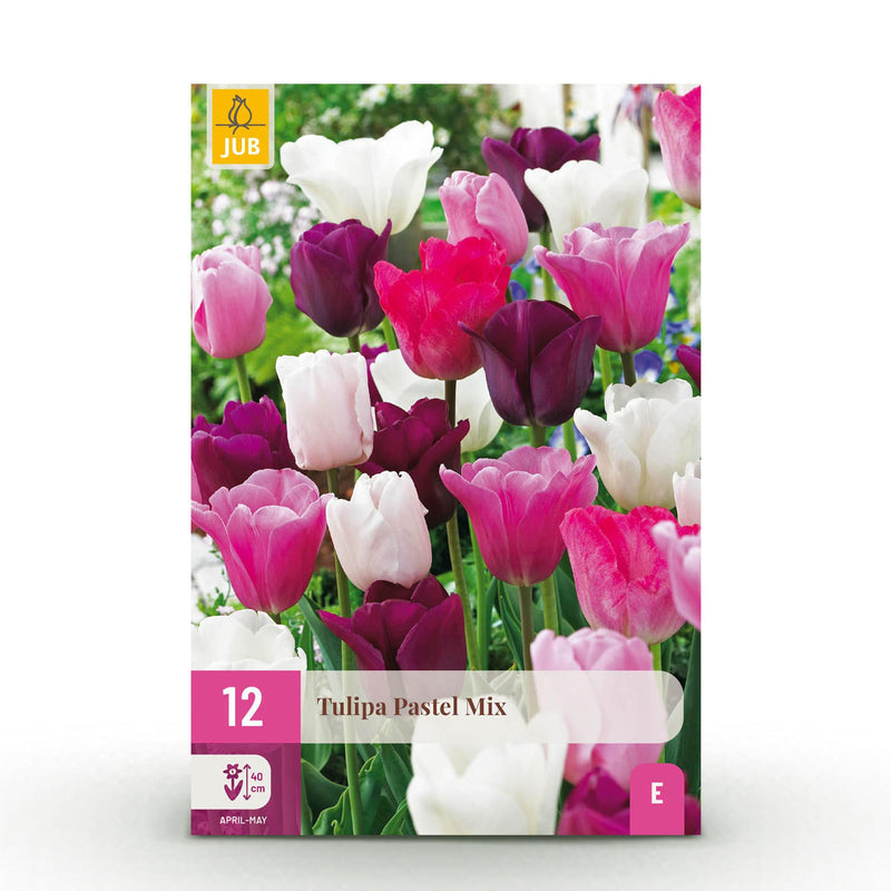 GreenboutiQ - Blumenzwiebeln - Tulp Pastel mix - Bulbs Hardy Perennial - Verschiedene Farben - 12 Stück - Zwiebelgröße 11/12 - XXL Pack