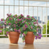 Polygala Shrub: Purple flowers, easy to care for, 45cm Bild 3