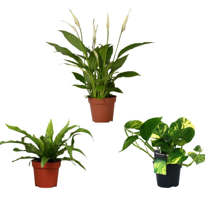 Air-Purifying Plants Set of 3 - Ø12cm, 20-45cm tall