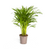 Dypsis Areca Lutescens: Üppige Goldpalme Ø19cm, 80-100cm hoch Bild 1