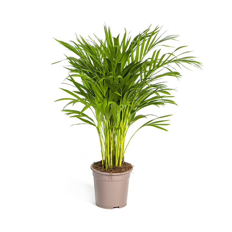 Dypsis Areca Lutescens: Üppige Goldpalme Ø19cm, 80-100cm hoch