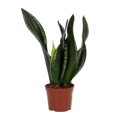 Sansevieria Whitney 12cm Topf - Pflegeleichte Zimmerpflanze