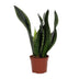 Sansevieria Whitney 12cm Topf - Pflegeleichte Zimmerpflanze Bild 2