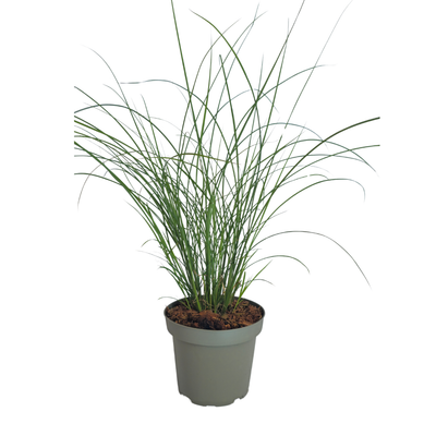 3x Miscanthus sinensis 'Gracillimus' – Elegant ornamental grass with gracefully arching leaves | Pot size 12 cm