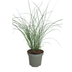 3x Miscanthus sinensis ‚Gracillimus‘ – Elegantes Prachtgras mit anmutig herabhängenden Blättern | Topfgröße 12 cm Bild 2
