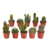 10x Cactus Mix 5.5 cm - Variety from the Grower Bild 1