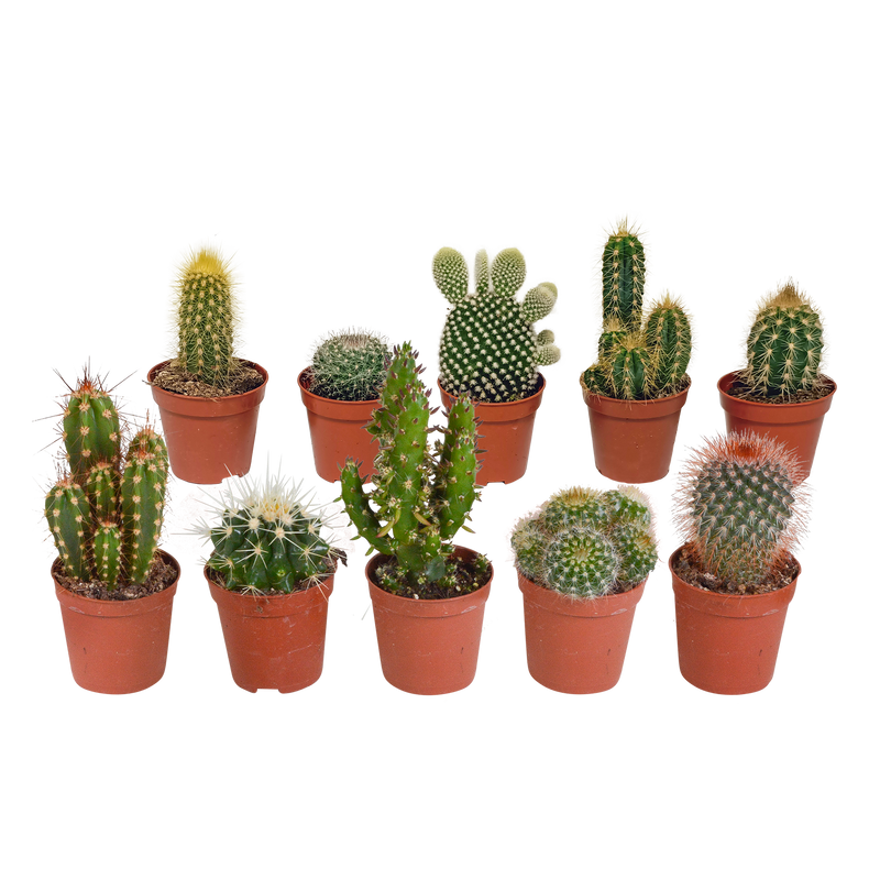10x Cactus Mix 5.5 cm - Variety from the Grower