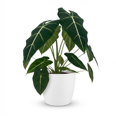Alocasia Frydek Elefantenohr, 60cm, mit weißem Übertopf